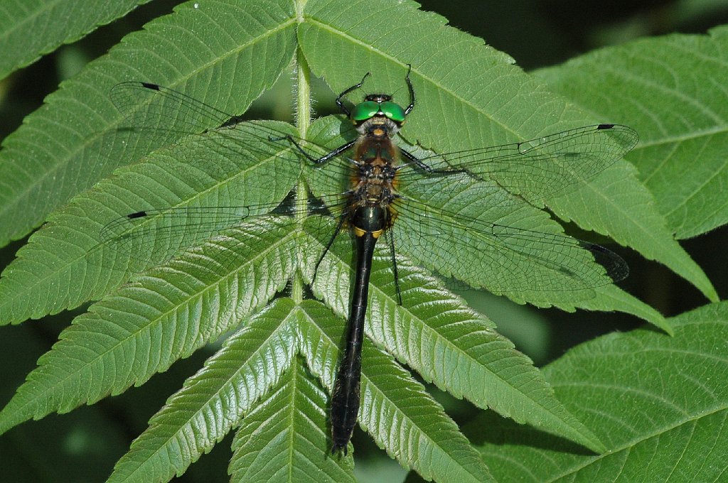 076 2010-06055231 Princeton, MA.JPG - Racket-tailed Emerald Dragonfly (Dorocordulia libera). Jen Caswell's Farm, Princeton, MA, 6-5-2010